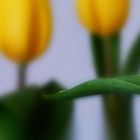 Tulpen 