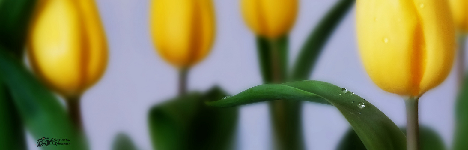 Tulpen 