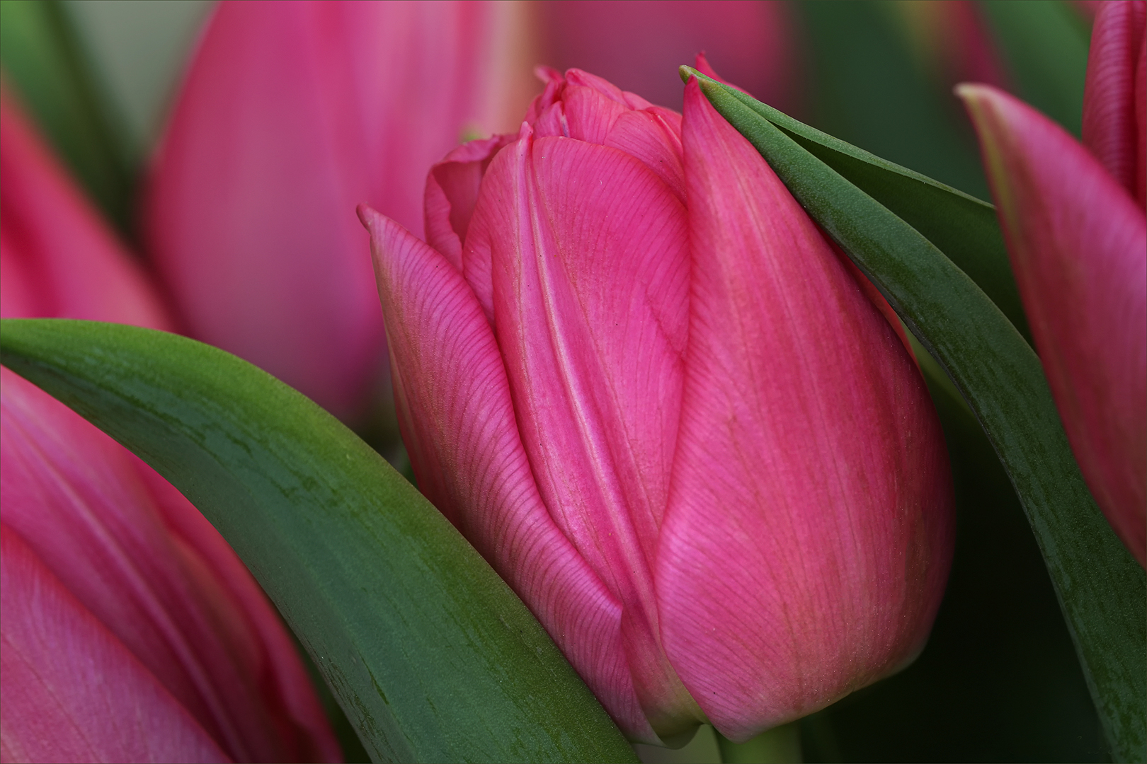 Tulpen....