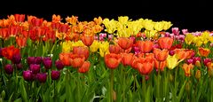 Tulpen