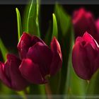 Tulpen...