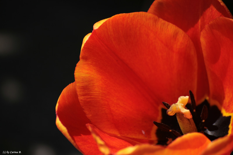 Tulpen Closeup