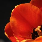 Tulpen Closeup