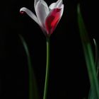 TULPEN - CLUSIANA PEPPERMINT STICK