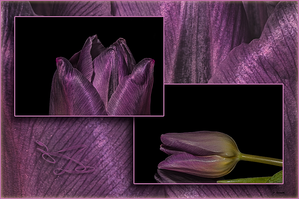 ~ Tulpen-Collage ~