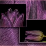 ~ Tulpen-Collage ~