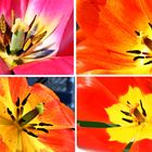 Tulpen-Collage
