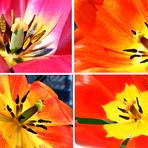 Tulpen-Collage