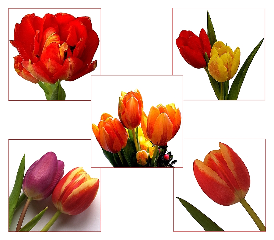 *Tulpen-Collage*