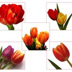 *Tulpen-Collage*
