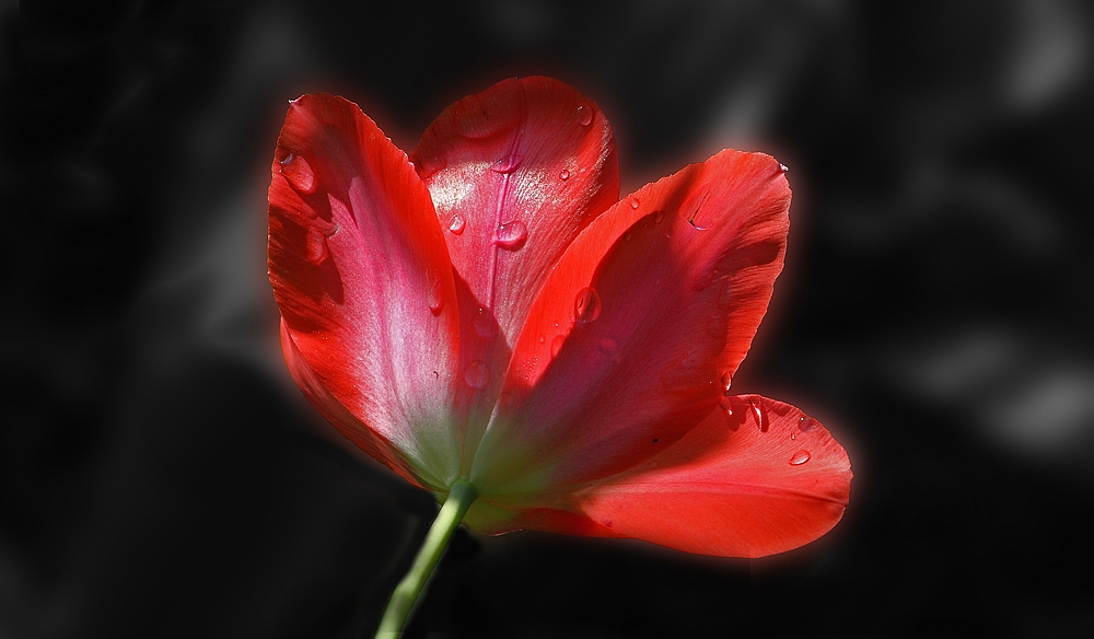 Tulpen Colorkey