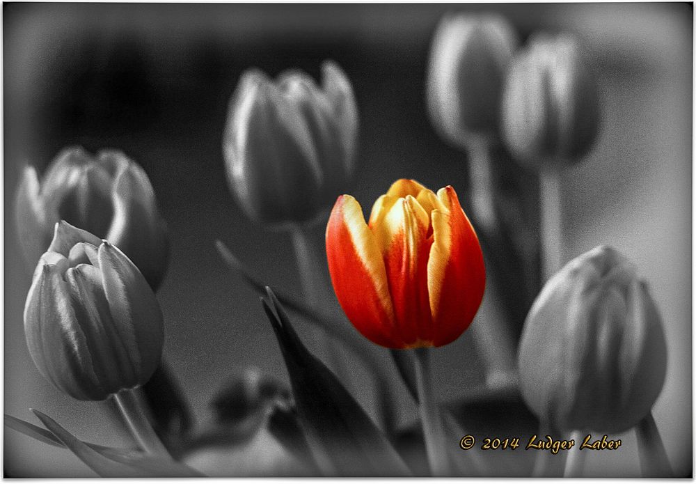 Tulpen Colorkey