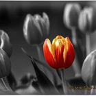 Tulpen Colorkey