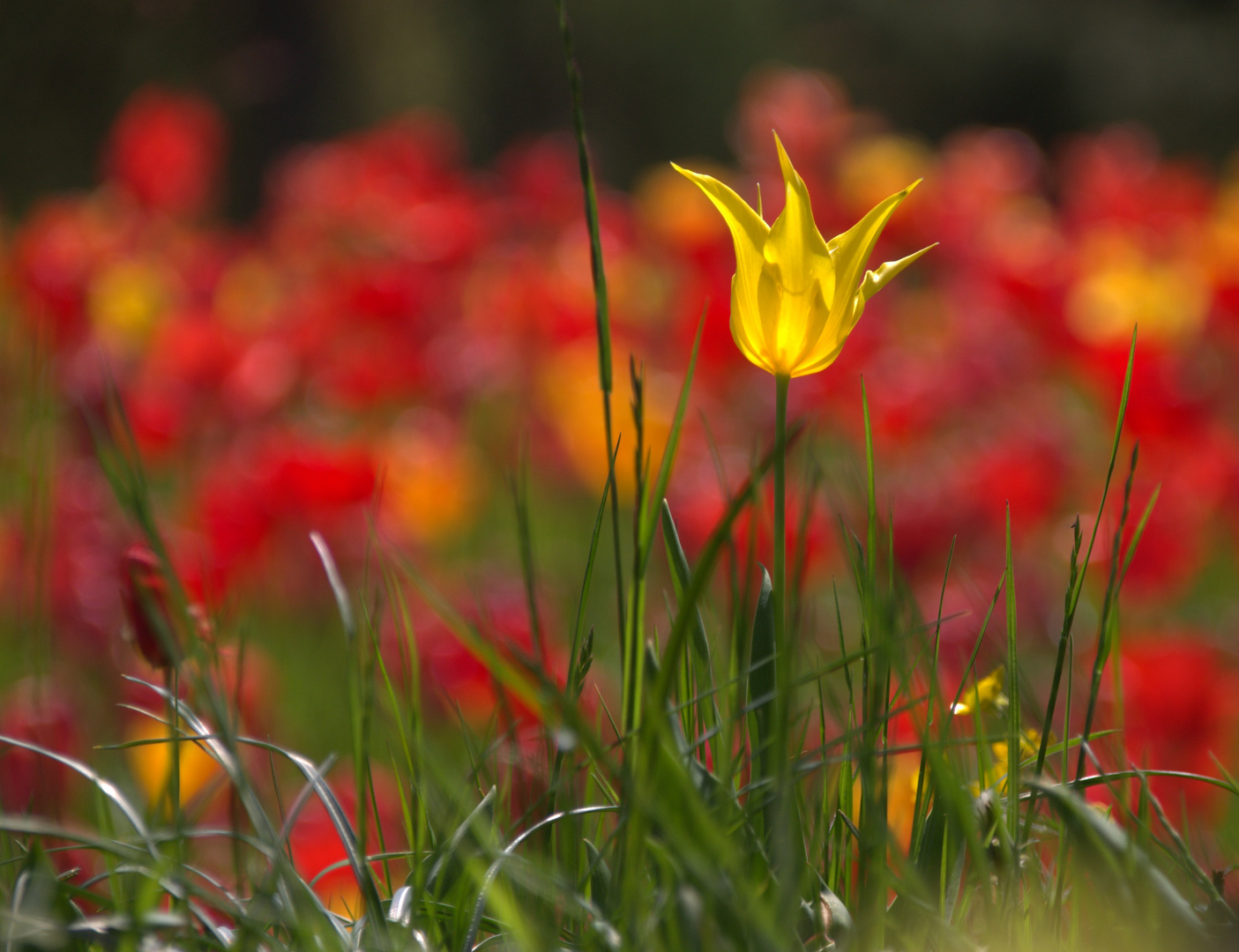 Tulpen