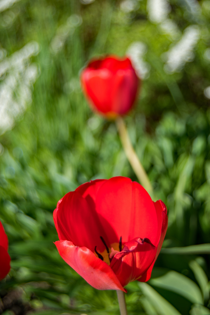 Tulpen