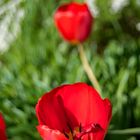 Tulpen