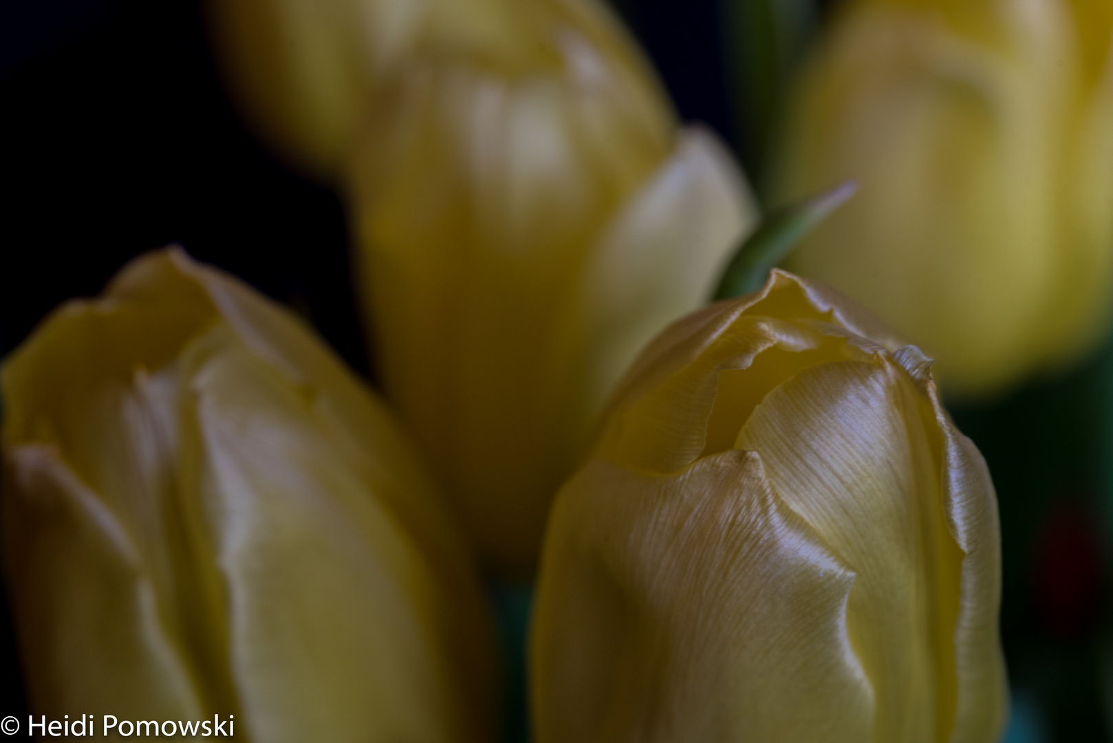 Tulpen