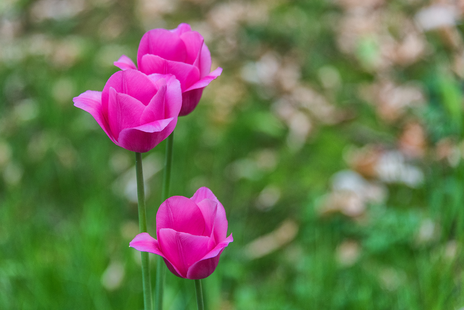 Tulpen