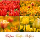 Tulpen