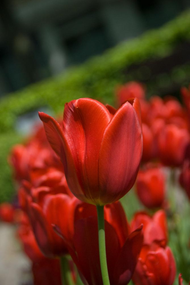 Tulpen