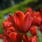 Tulpen