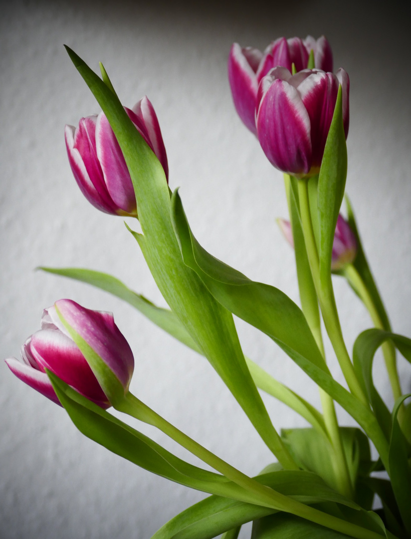 Tulpen