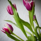 Tulpen