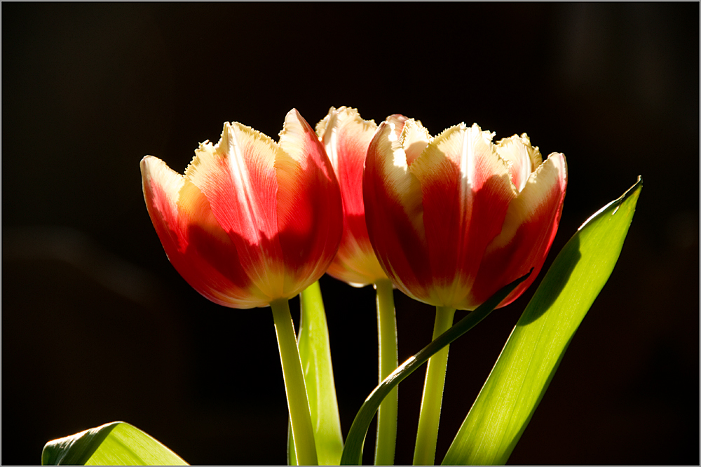 Tulpen....