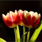 Tulpen....