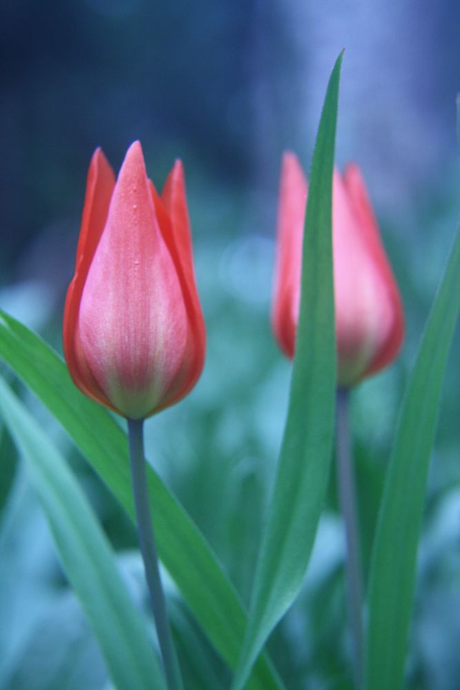 Tulpen von MBorst 