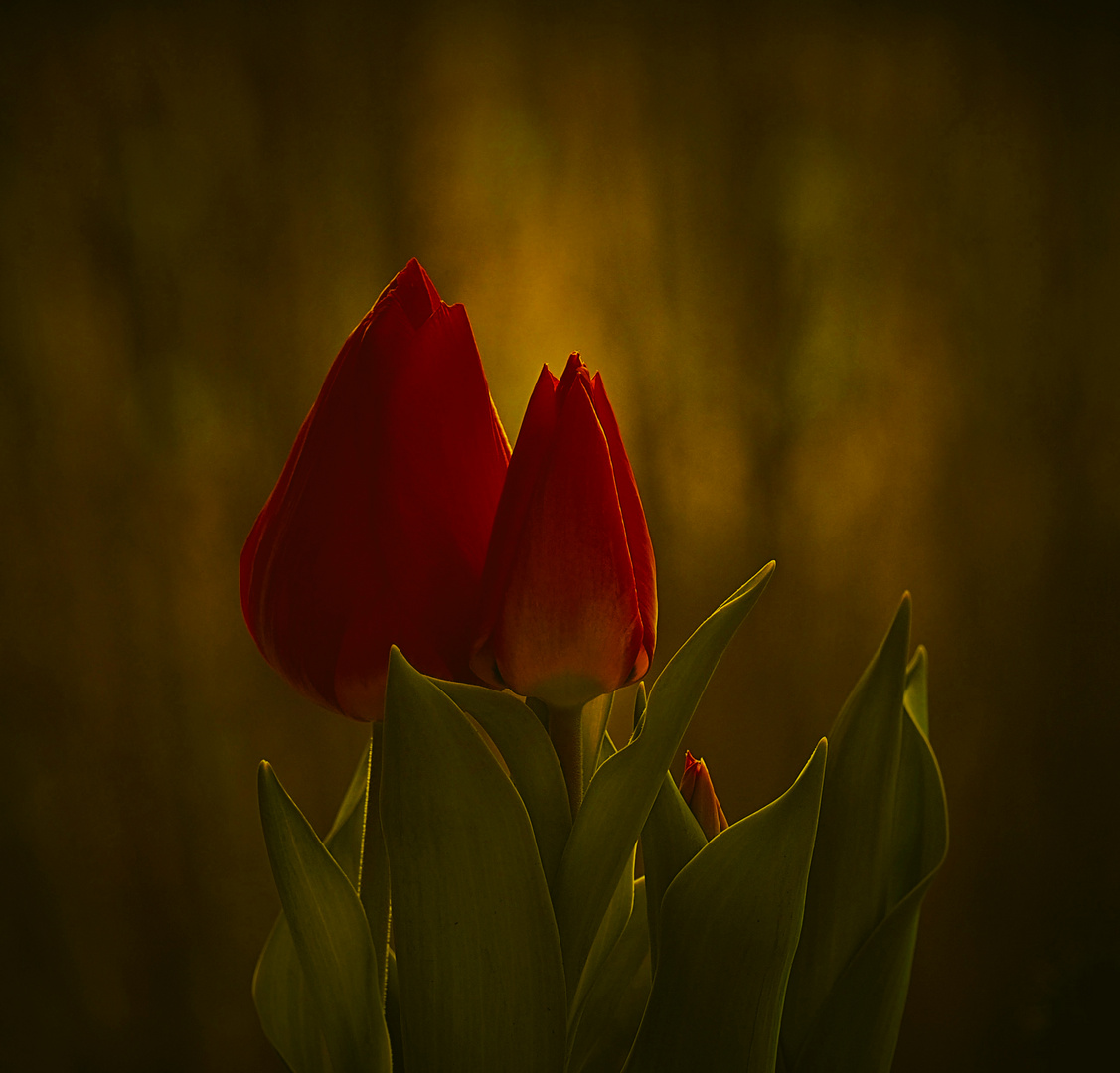 Tulpen...