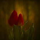 Tulpen...