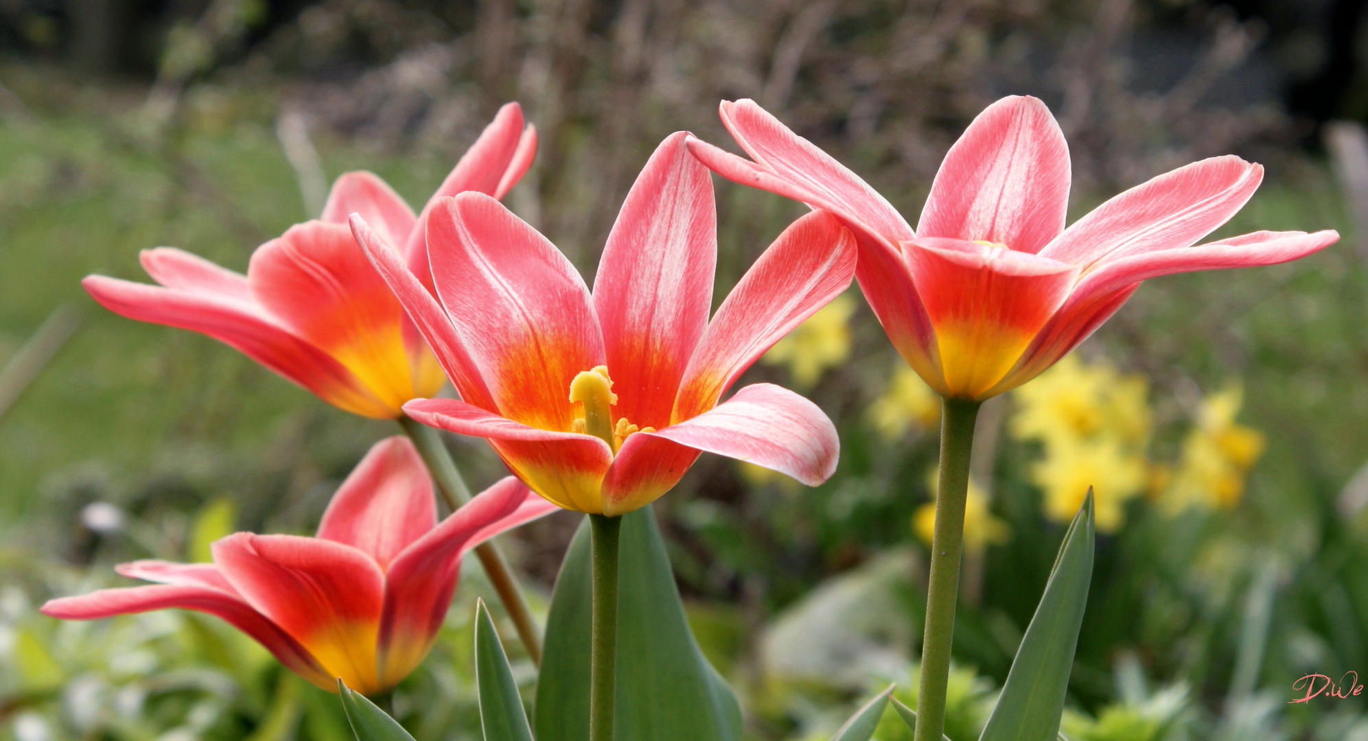 Tulpen