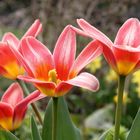 Tulpen