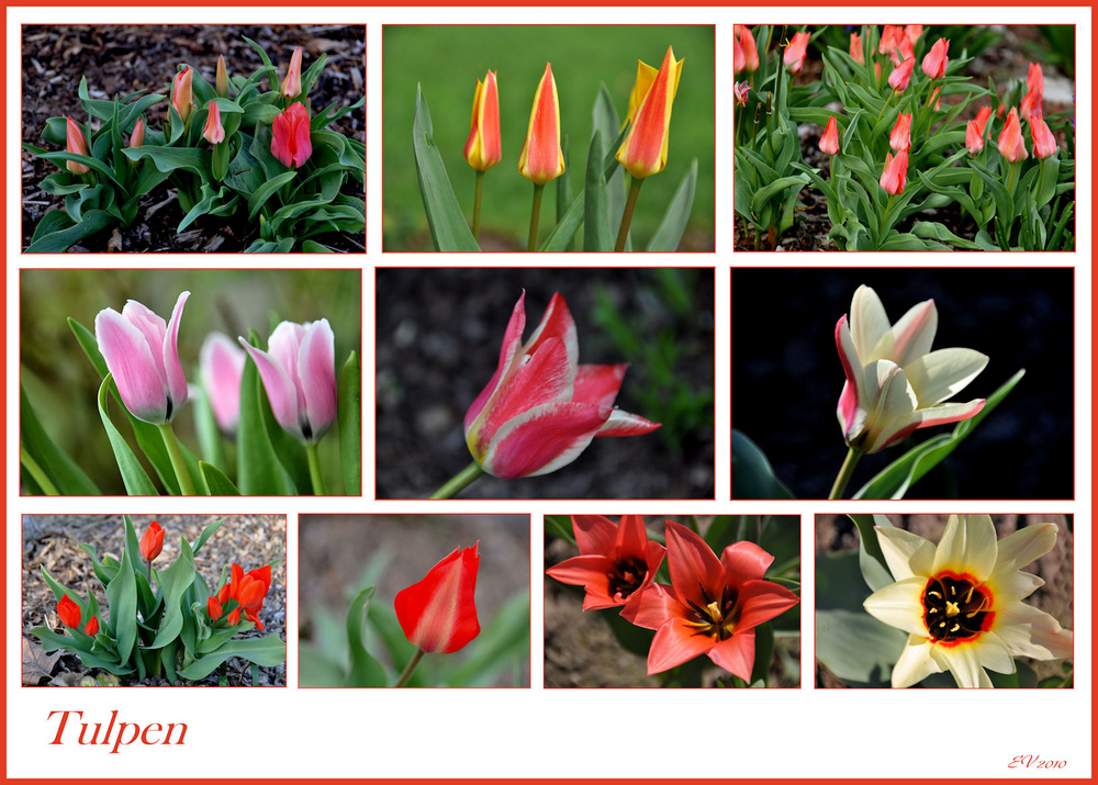 Tulpen