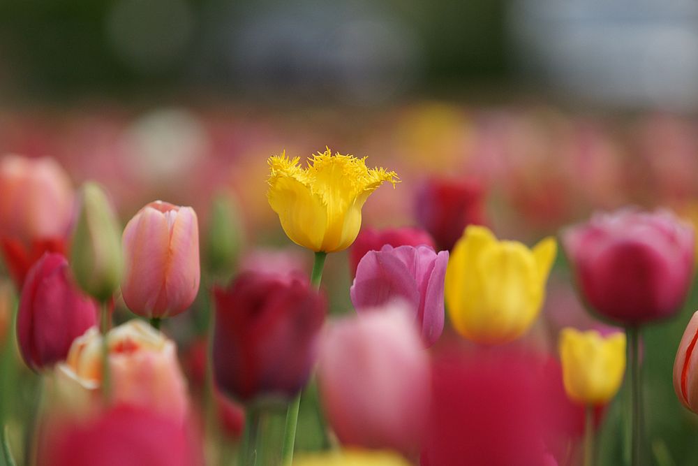 Tulpen