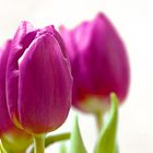 Tulpen