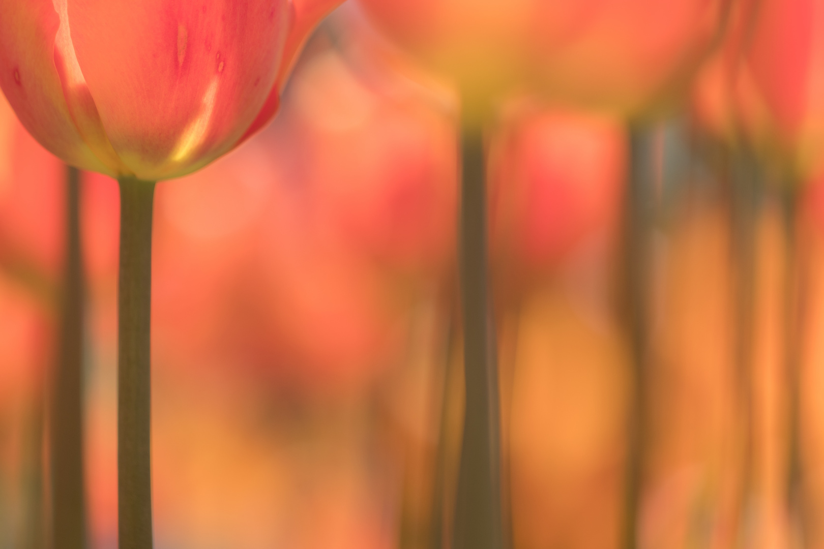 Tulpen