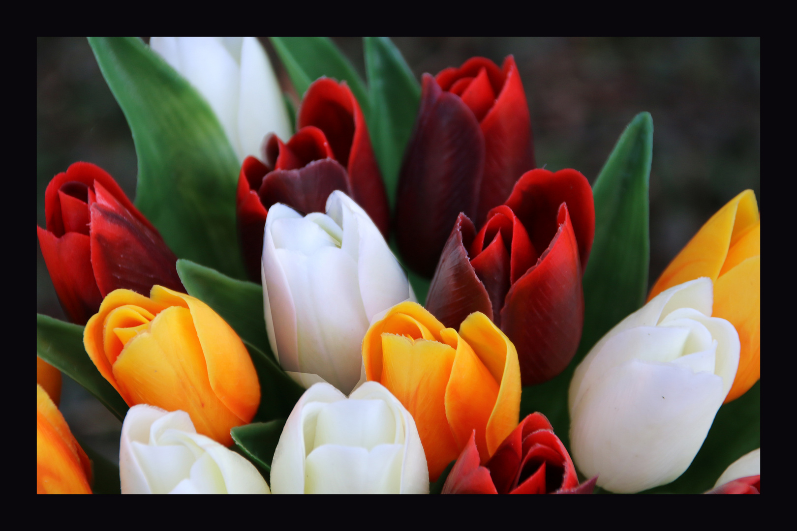 Tulpen...