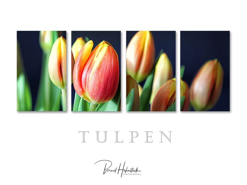 Tulpen .....