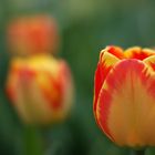 Tulpen