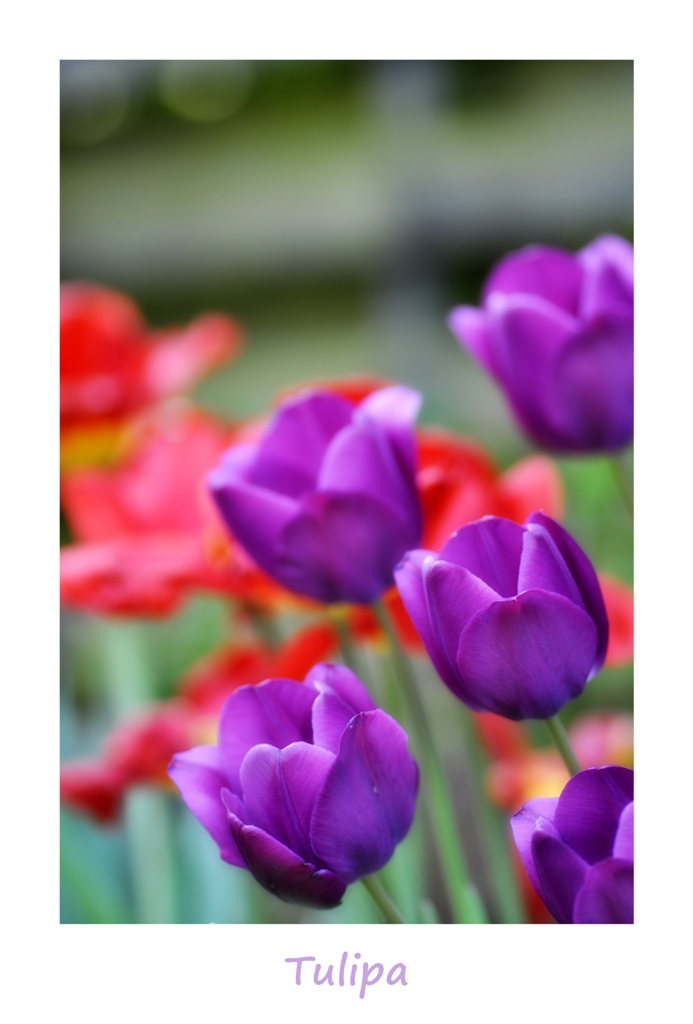 *Tulpen*