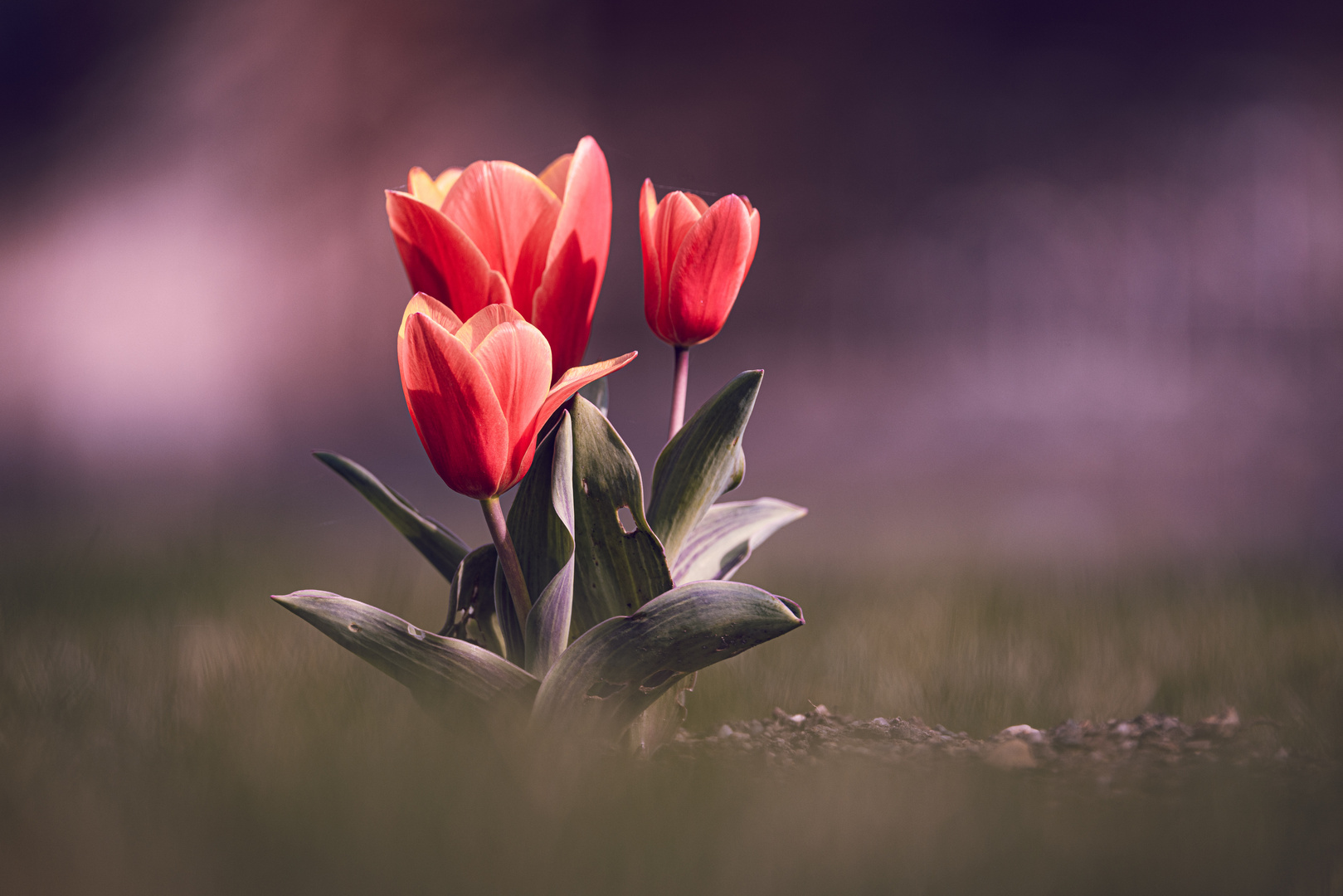 Tulpen 