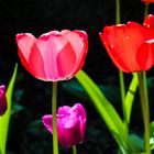 Tulpen