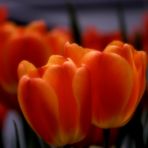 Tulpen das ganze Jahr