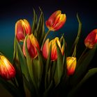 Tulpen....