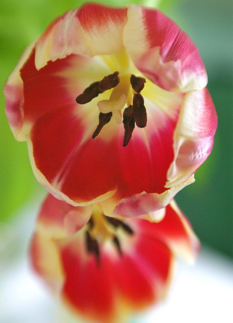 Tulpen