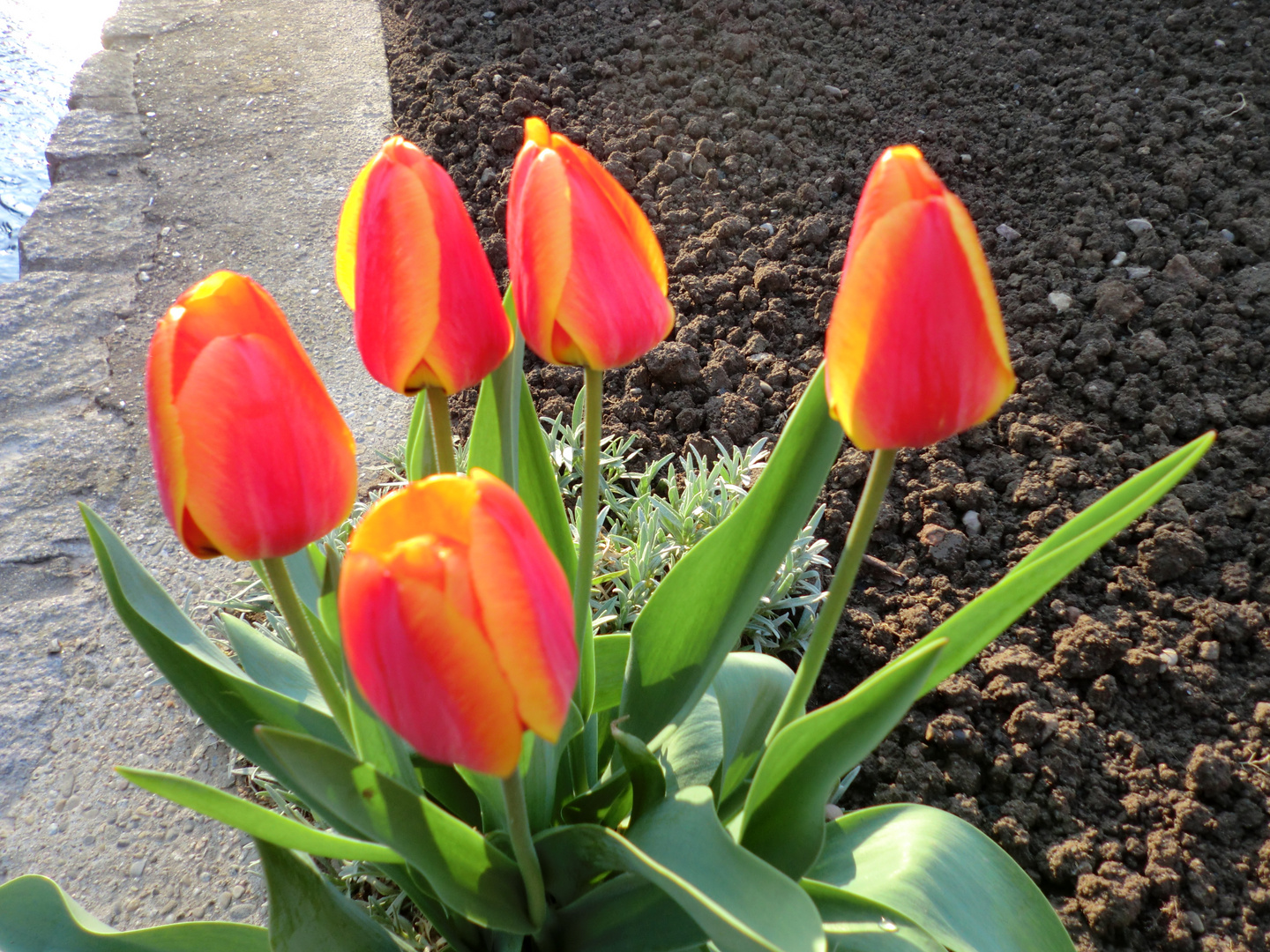 Tulpen