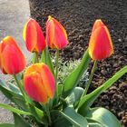 Tulpen