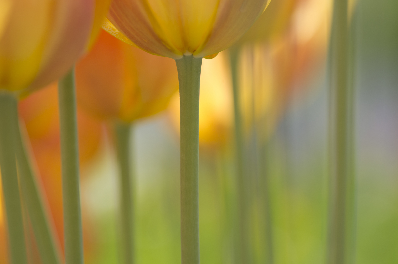 Tulpen